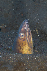 Ophichthus altipennis