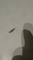 Ctenolepisma longicaudatum