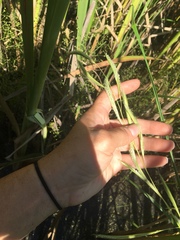Sporobolus michauxianus