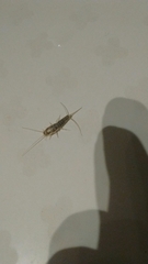 Ctenolepisma longicaudatum