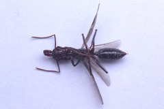 Odontomachus