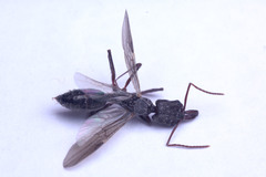 Odontomachus