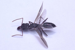 Odontomachus