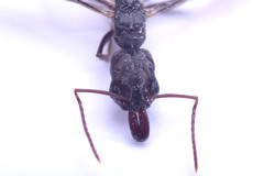 Odontomachus