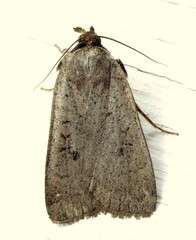 Protolampra rufipectus