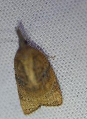 Platynota rostrana