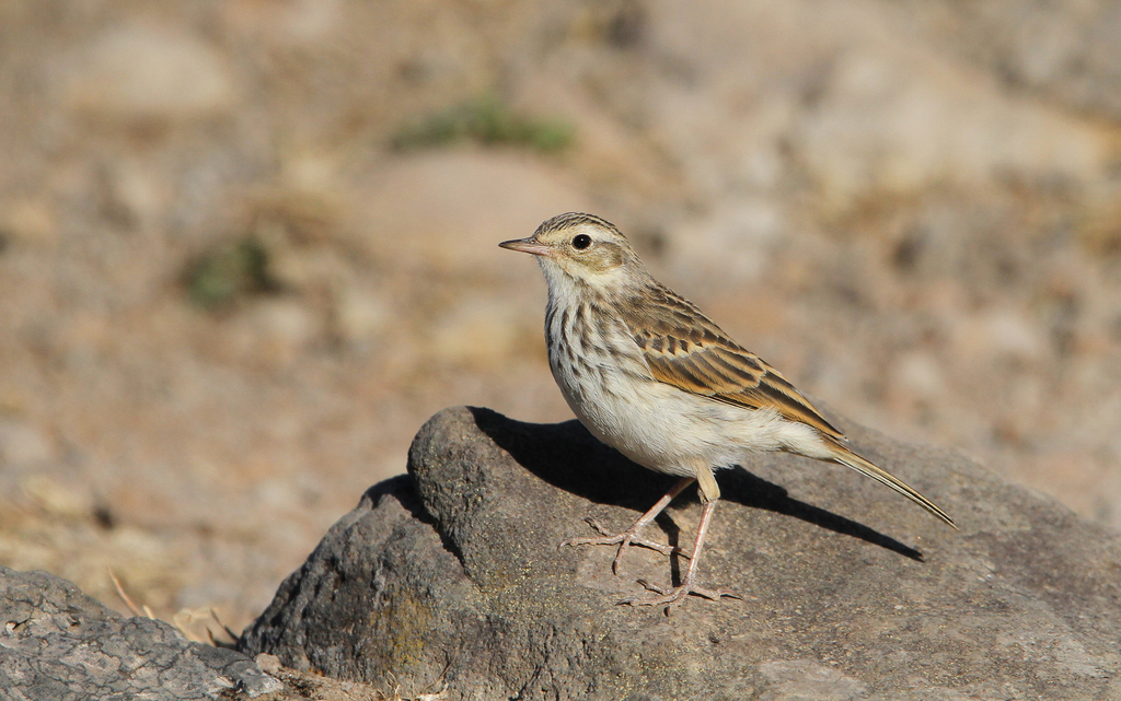 Berthelot's Pipit
