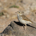 Madeiran Berthelot's Pipit - Photo (c) Christoph Moning, some rights reserved (CC BY), uploaded by Christoph Moning