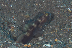 Cryptocentrus fasciatus