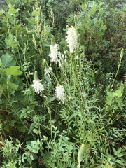 Sanguisorba canadensis
