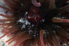 Isanemonia australis