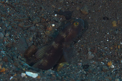 Cryptocentrus fasciatus