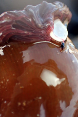 Isanemonia australis