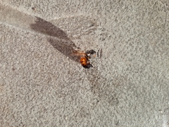 Apis mellifera