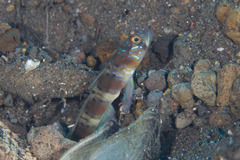 Amblyeleotris arcupinna