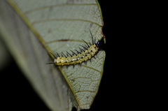 Heliconius sara