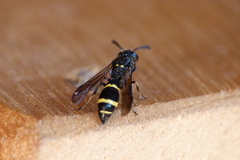 Symmorphus bifasciatus