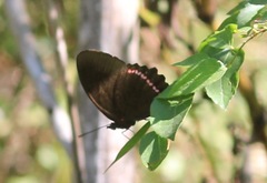 Biblis