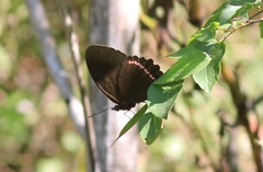 Biblis