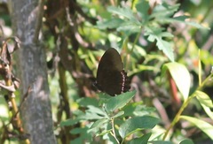 Biblis