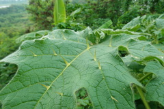 Solanum mammosum