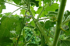 Solanum mammosum