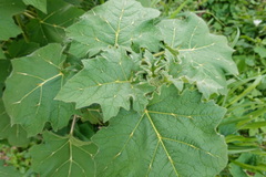 Solanum mammosum