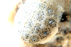 Synoicum sphinctorum