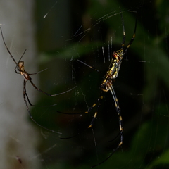 Trichonephila clavata