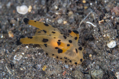 Thecacera