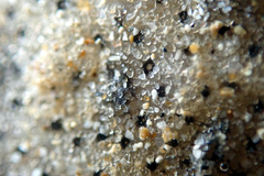 Synoicum sphinctorum