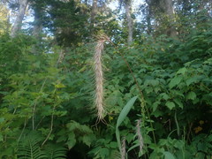 Elymus wiegandii