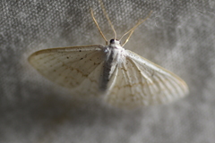 Idaea tacturata