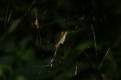 Trichonephila clavata