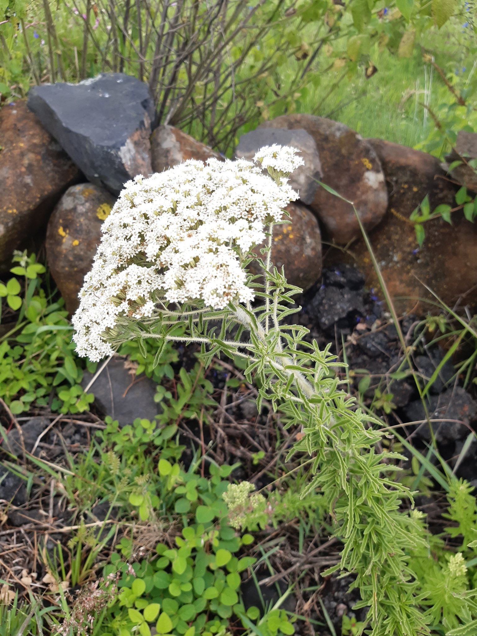 Stevia serrata