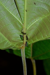 Hemiptycha obtecta