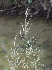Deschampsia