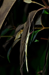 Phantasca ruboligata