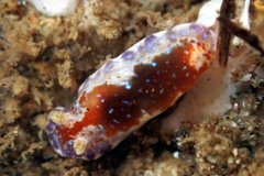 Chromodoris alternata