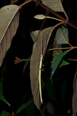 Phantasca ruboligata