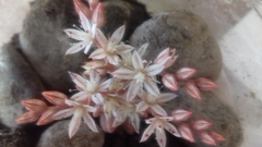 Sedum