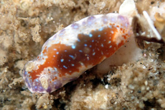 Chromodoris alternata