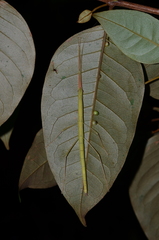 Phantasca ruboligata