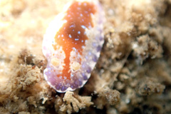 Chromodoris alternata