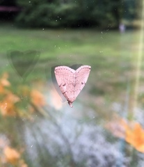 Zanclognatha dentata