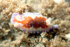 Chromodoris alternata