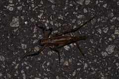 Ancistrocercus excelsior