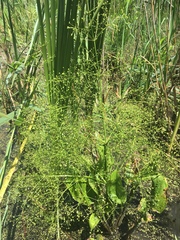 Alisma subcordatum