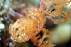 Catenicellidae