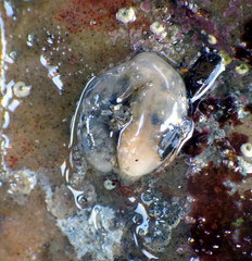 Leptosynapta dolabrifera